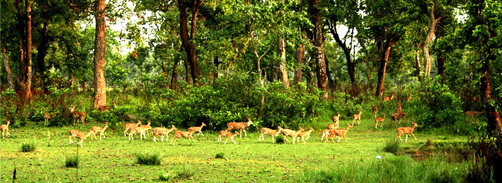 Chitwan Jungle Safari – 3 Days