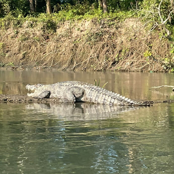 Crocodile seen while canoeing in Chitwan