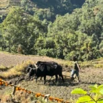 Ghorepani Poon Hill Trek - 9 days