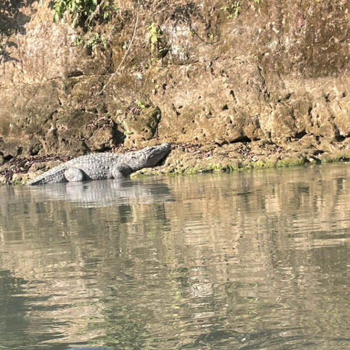 Crocodile en rapti River Chitwan