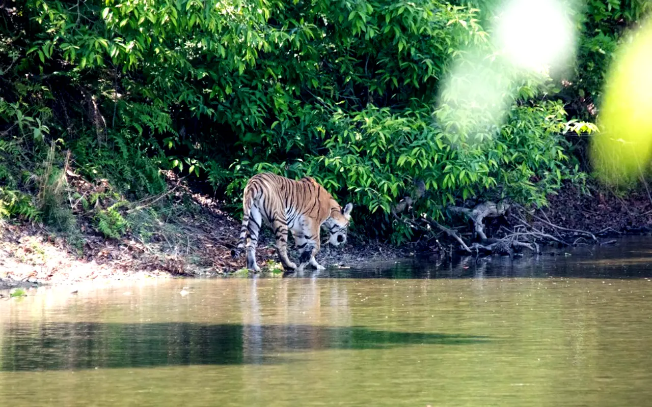 Seks qaynota va kelin